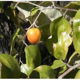 Indian plum - seeds
