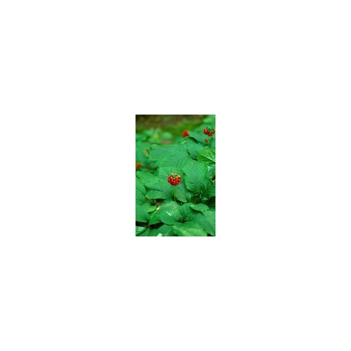 Ginseng - Sobre 6 semillas
