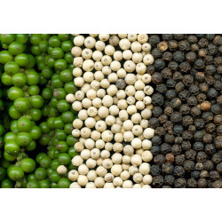 Black pepper - 1 plant (will ship next week)