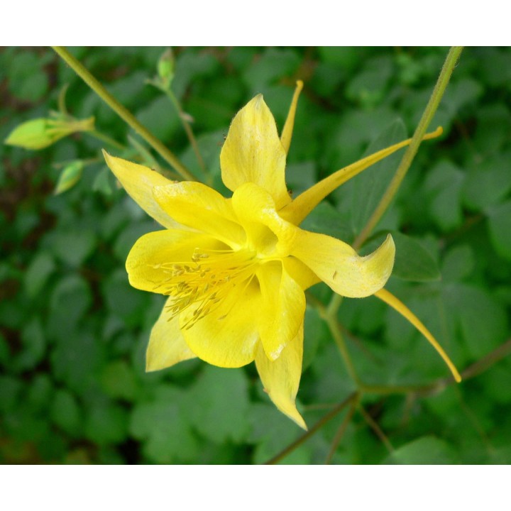 Columbine, Yellow - 25 seeds