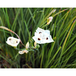 Dietes bicolor - Sobre 20 semillas