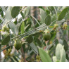 Jojoba - 1 plant