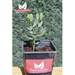 Jojoba - 1 plant