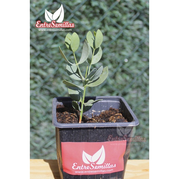 Jojoba - 1 plant