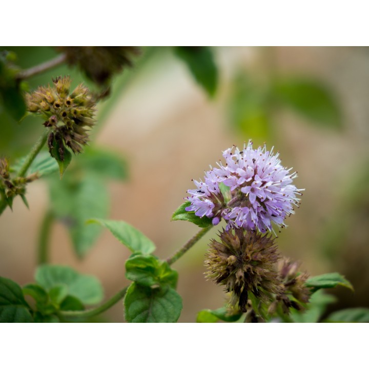 Aquatic mint - 300 seeds