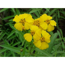 Mexican mint marigold - 150 seeds