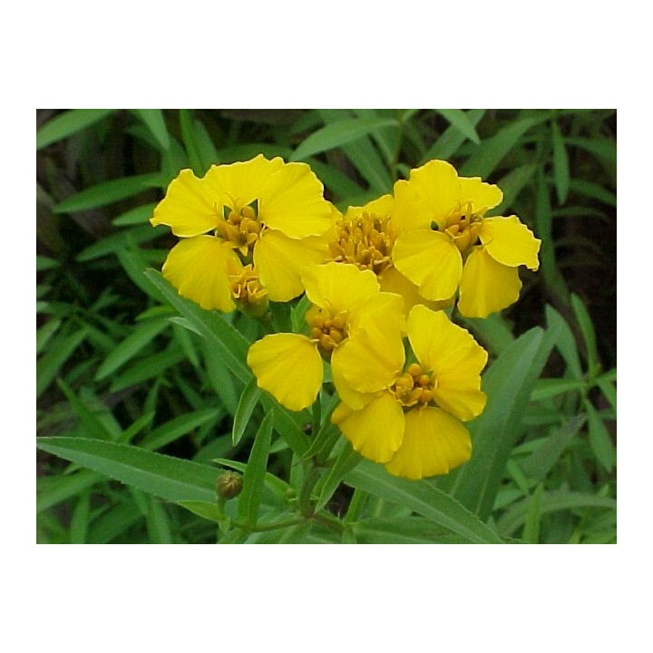 Mexican mint marigold - 30 seeds