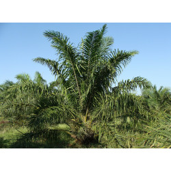 Oil palm - 2 seeds