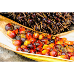 Oil palm - 2 seeds