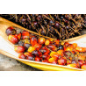 Oil palm - 2 seeds