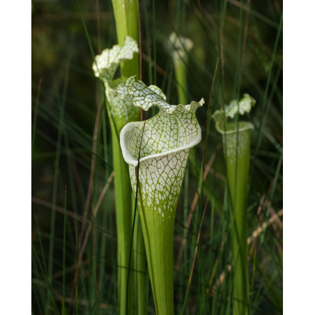 SARACENIA LEUCOPHYLLA - 15 seeds