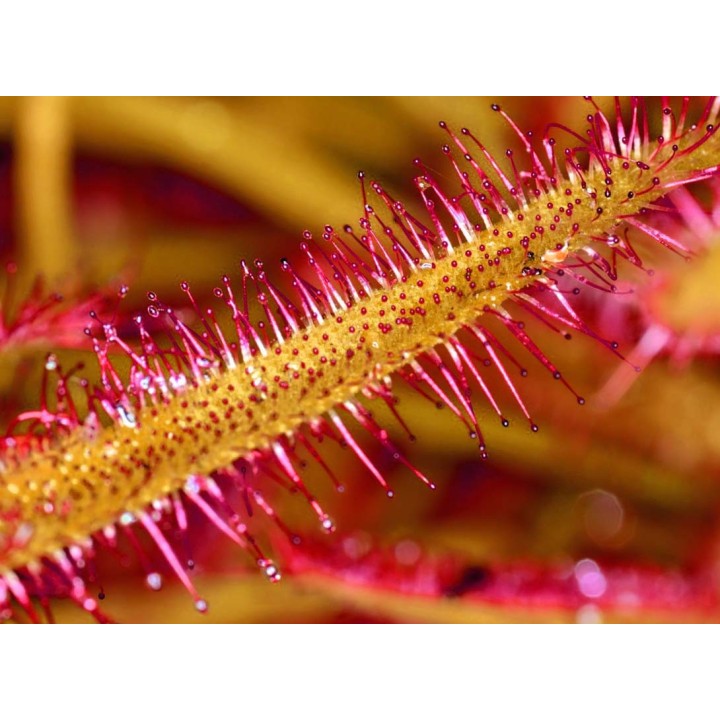 Drosera capensis 'Red form' - Sobre 15 semillas