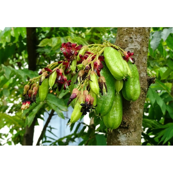 Averrhoa Bilimbi - 5 seeds