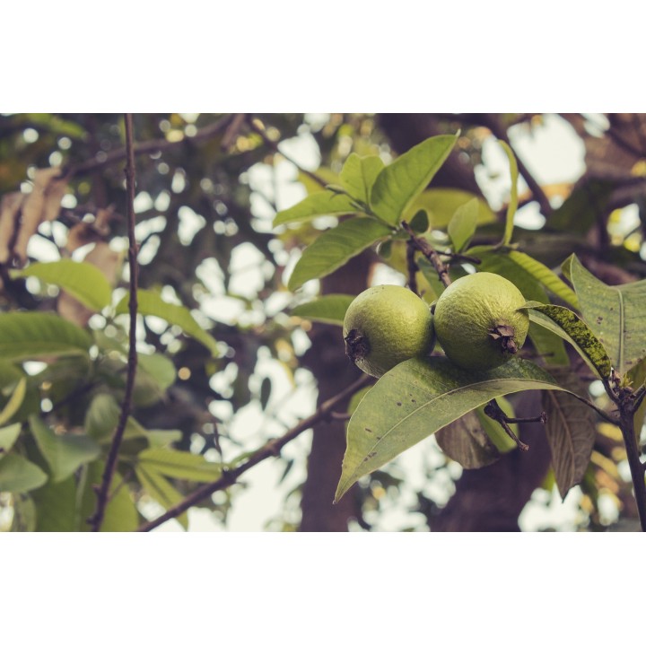 Guava - 10 seeds