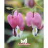 Bleeding heart - 10 seeds