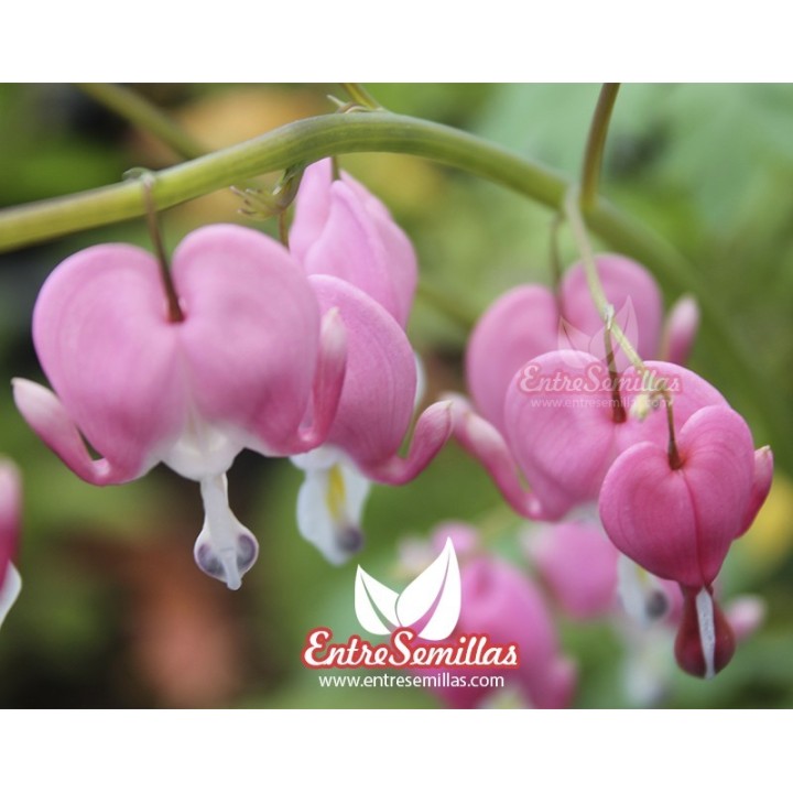 Bleeding heart - 10 seeds