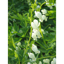 Bleeding heart, White - 10 seeds