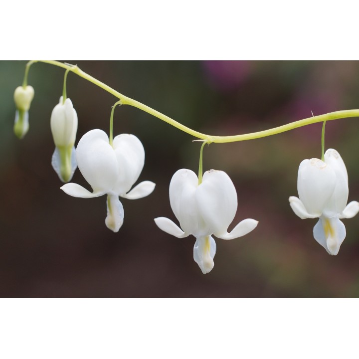 Bleeding heart, White - 10 seeds