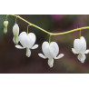 Bleeding heart, White - 10 seeds