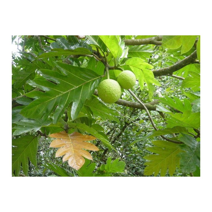 Árbol del pan - 1 Planta