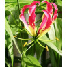 Gloriosa Rothschildiana