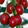 Tamarillo / Árbol del tomate