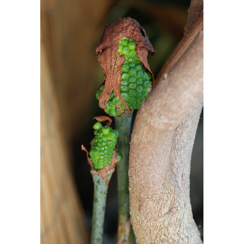 Arisaema Consanguineum - 2 bulbs