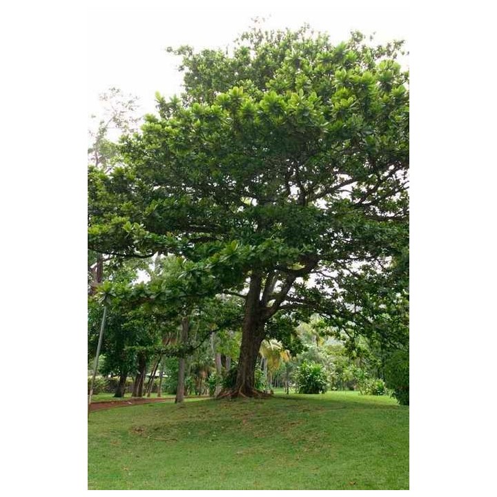 Almendro Indio