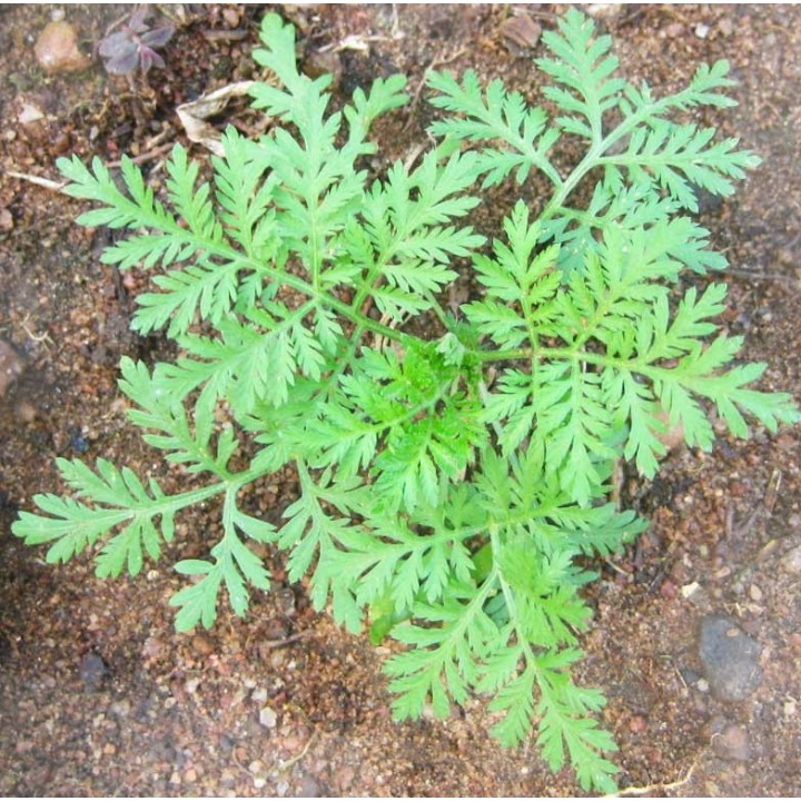 Sweet wormwood - Plant