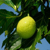 Árbol del Pan - planta