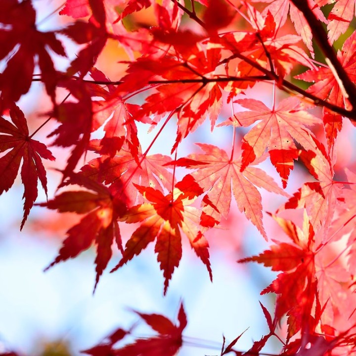 Japanese maple, Atropurpureum - Plant