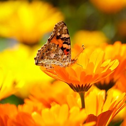 Pot marigold - Plant