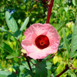 Jamaica flower - Plant