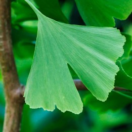 Ginkgo biloba plant