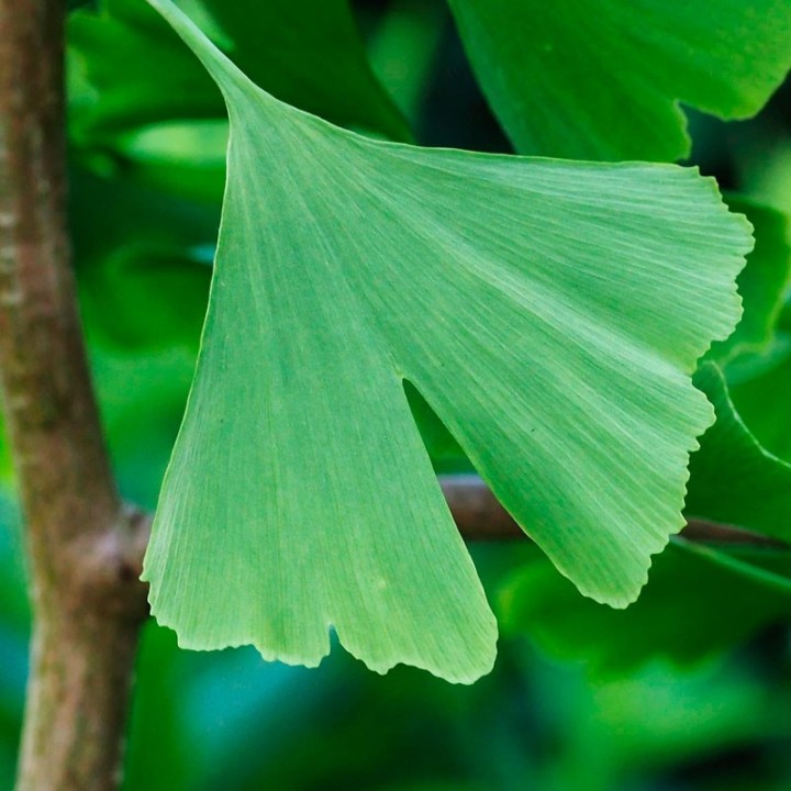 Ginkgo biloba plant