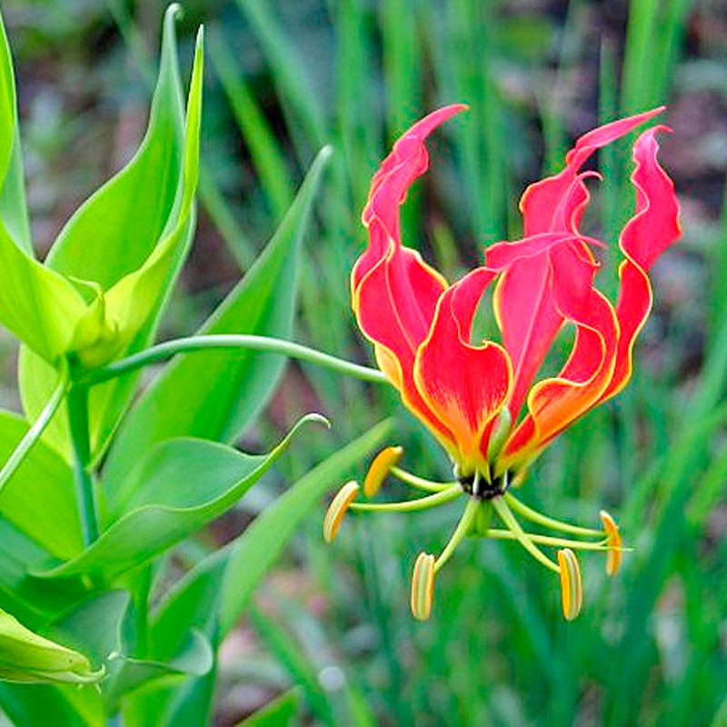 Gloriosa Rothschildiana planta