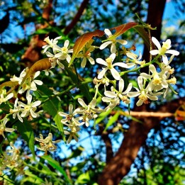 Neem tree - 1 plant