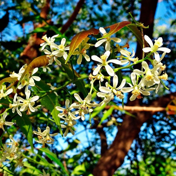 Neem tree - 1 plant