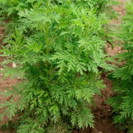 Artemisia annua - plant