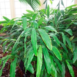 Cardamom - plant