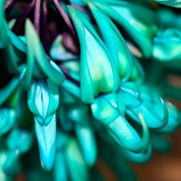 Jade vine - 1 seed