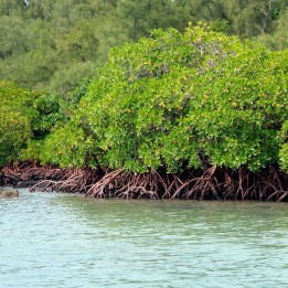 Red mangrove - 1 seed