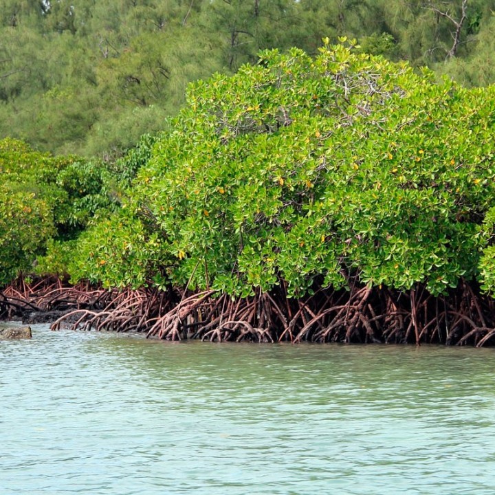 Red mangrove - 1 seed