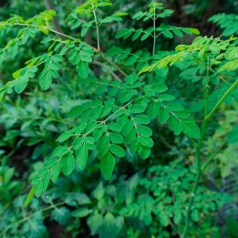 Moringa oleifera - plant