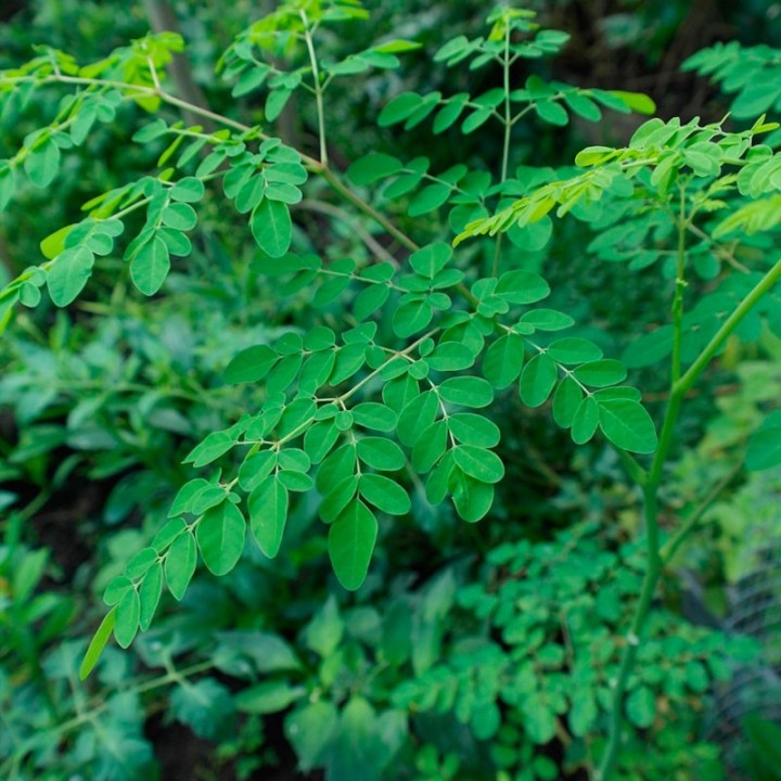 Moringa oleifera - plant
