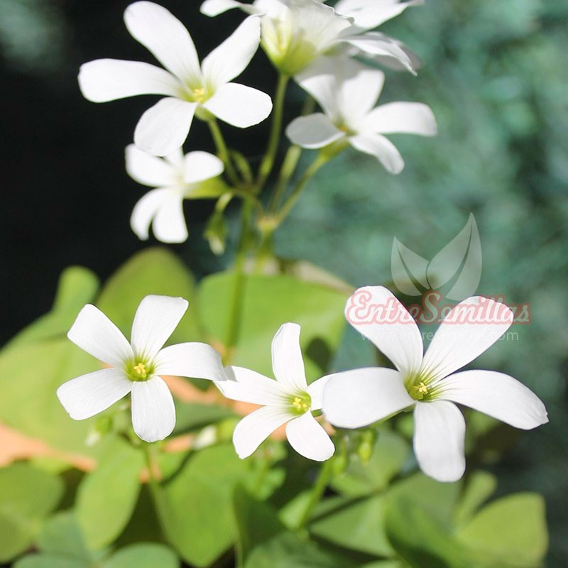 Oxalis regnelli planta