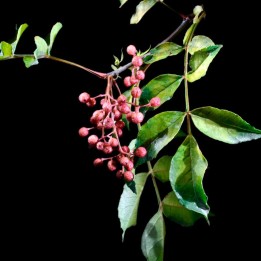 Sichuan pepper - Plant