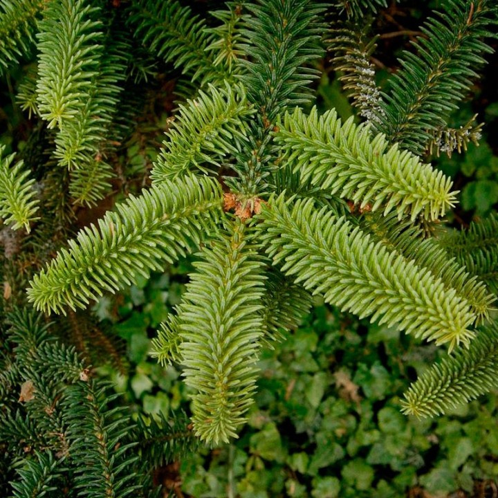 Pinsapo - plant