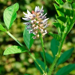 Licorice - Plant