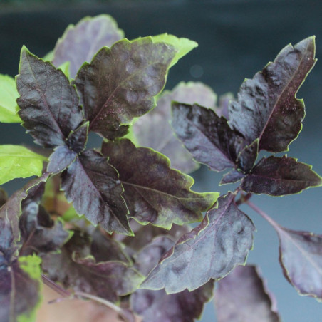 Albahaca Morada Rizada planta